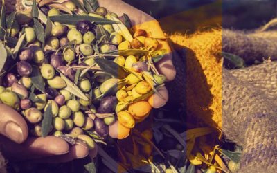 ArsIllyrica-Post-Masline ArsIllyrica-Post-Masline