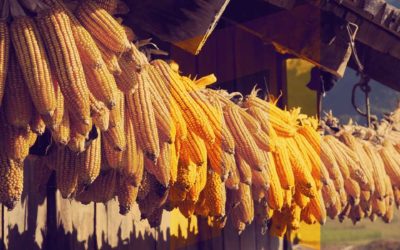 ArsIllyrica-Post-Kuruza ArsIllyrica-Post-Kuruza