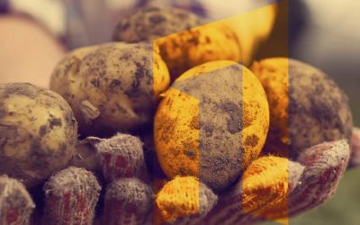 ArsIllyrica-Post-Poljoprivreda ArsIllyrica-Post-Poljoprivreda