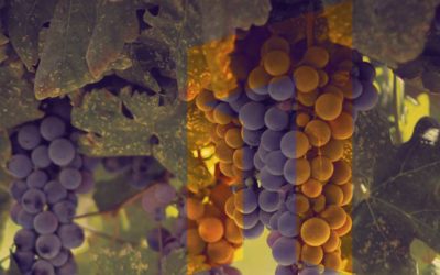 ArsIllyrica-Post-Vinogradarstvo ArsIllyrica-Post-Vinogradarstvo